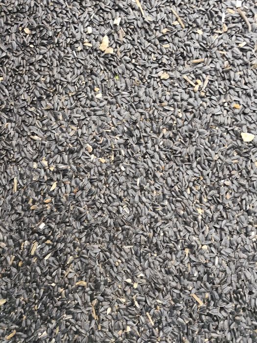 vand  floarea soarelui