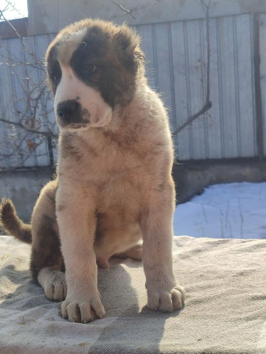 Породные щенки САО Алабай