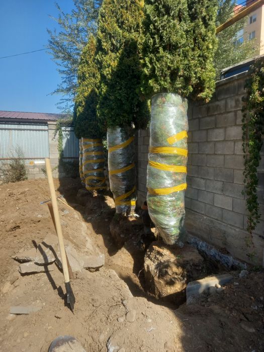 Посадка, пересадка растений.