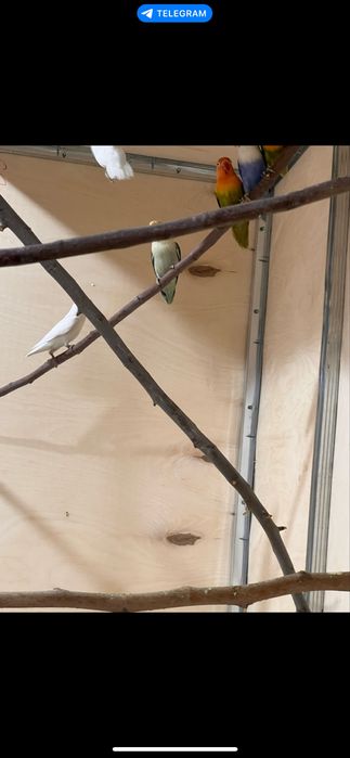 Qushlar tezda sotiladi