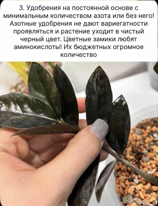 Замиокулькас акебоно вариегатный