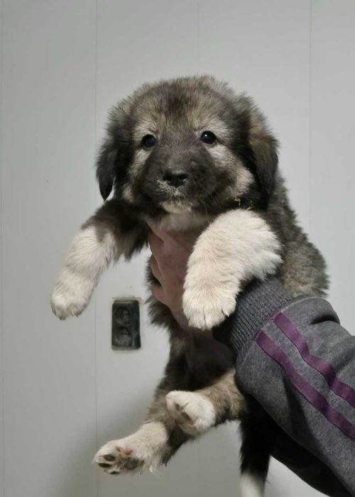 каракачанска овчарка кученца