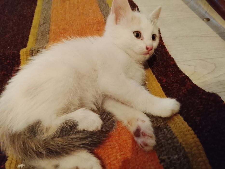 Котята красивые бесплатно