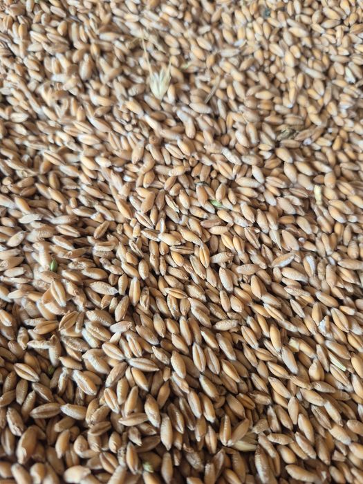Vând orz si tritricale de toamna 2026