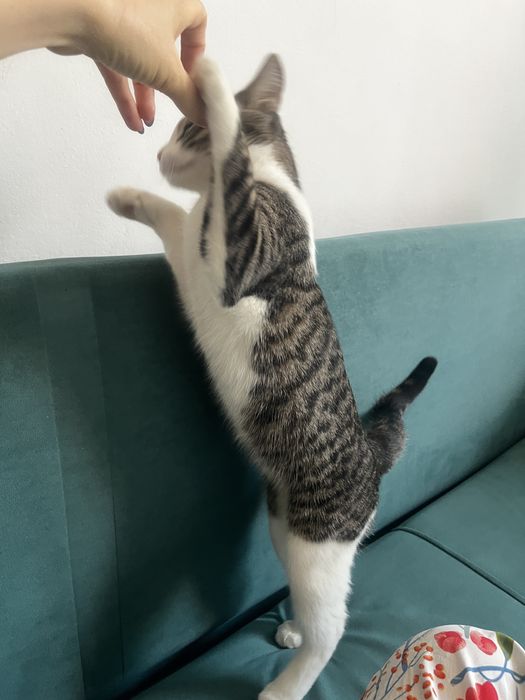 Отдам даром кошка девочка