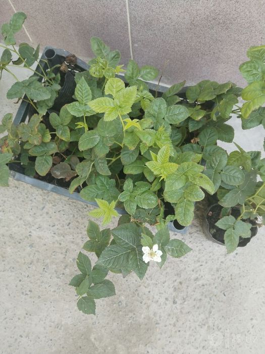 Yejevika koʻchati