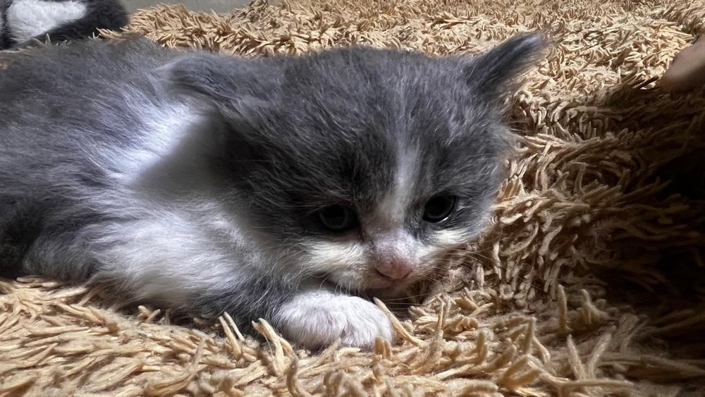 Отдам котят в добрые руки