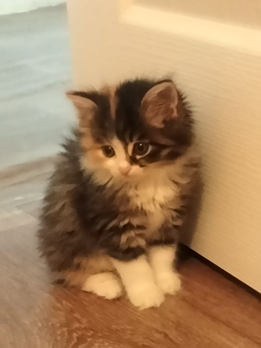 Отдам котят в добрые руки