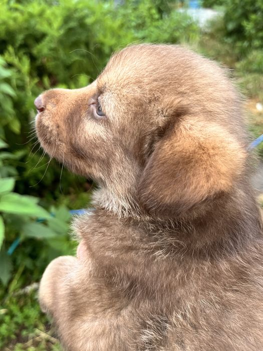 Милашка Тея, 2 мес