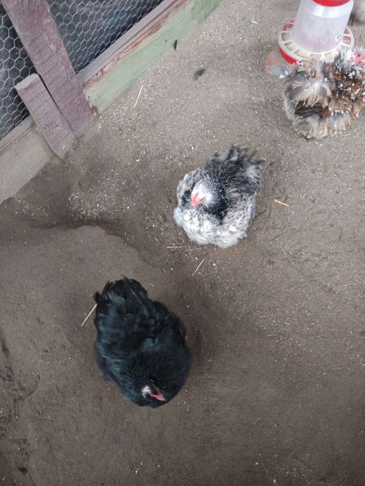 Oua incubat cochincina pitic