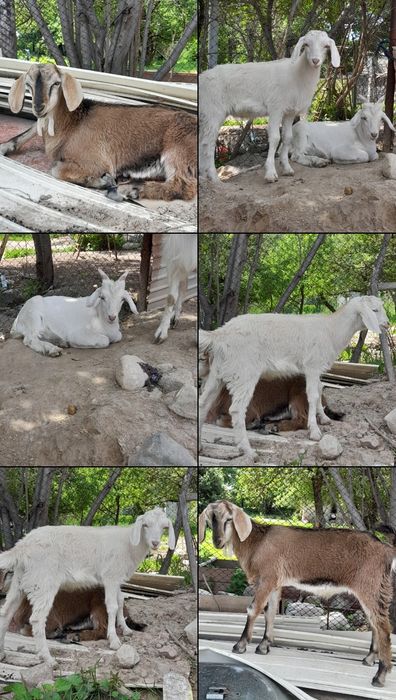 Альпийский лақтар 3айлық