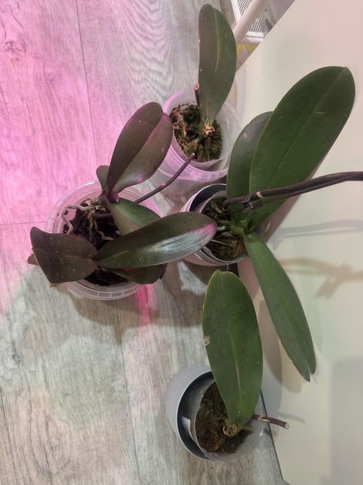 Орхидеи по 1500 тг