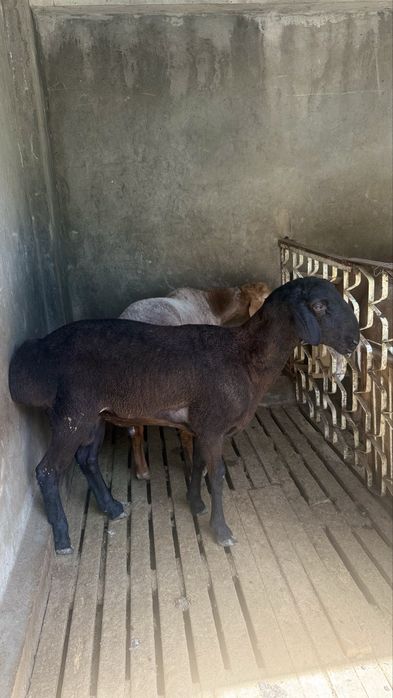 Qo’y qoy куй қўй баран