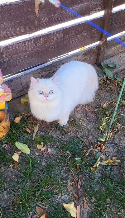 Fetita British Longhair alba cu ochi albastri superba