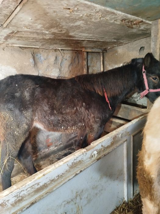 Продам кобылок .