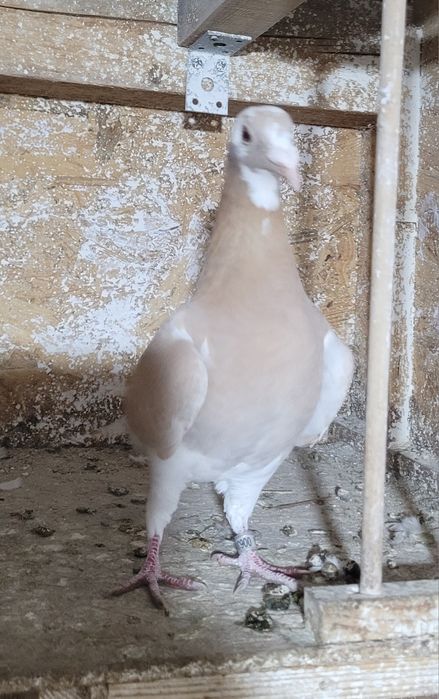 Vând porumbei de diferite rase