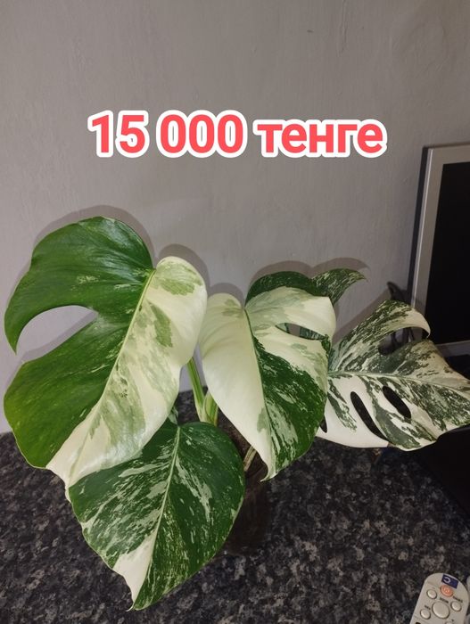 Монстера Альба черенки