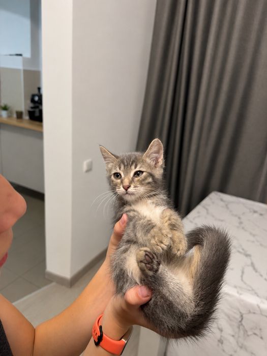Отдам серых котят