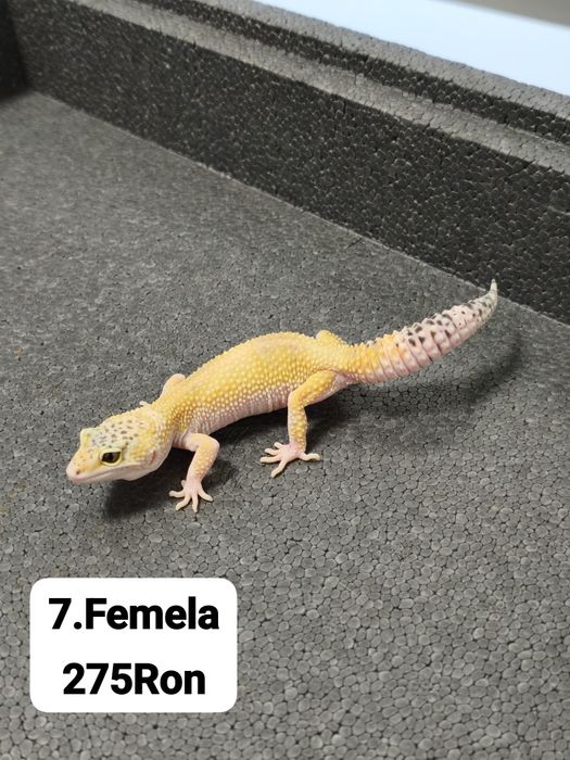 Soparla Gecko Leopard