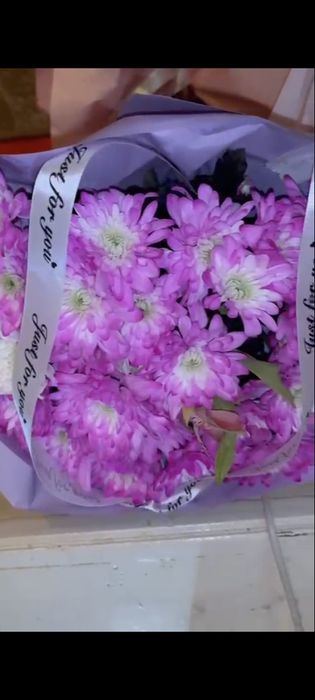 Розовый хризантема Цветы свежий