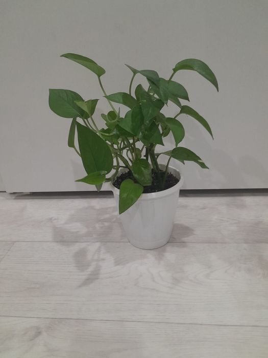 Стендапсус комнатное растение