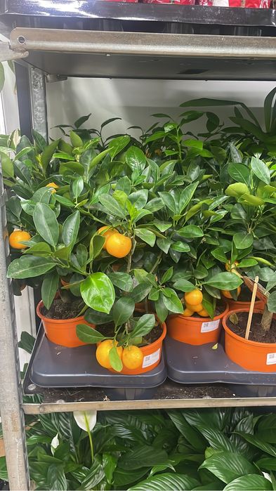 Цитрусы на выбор