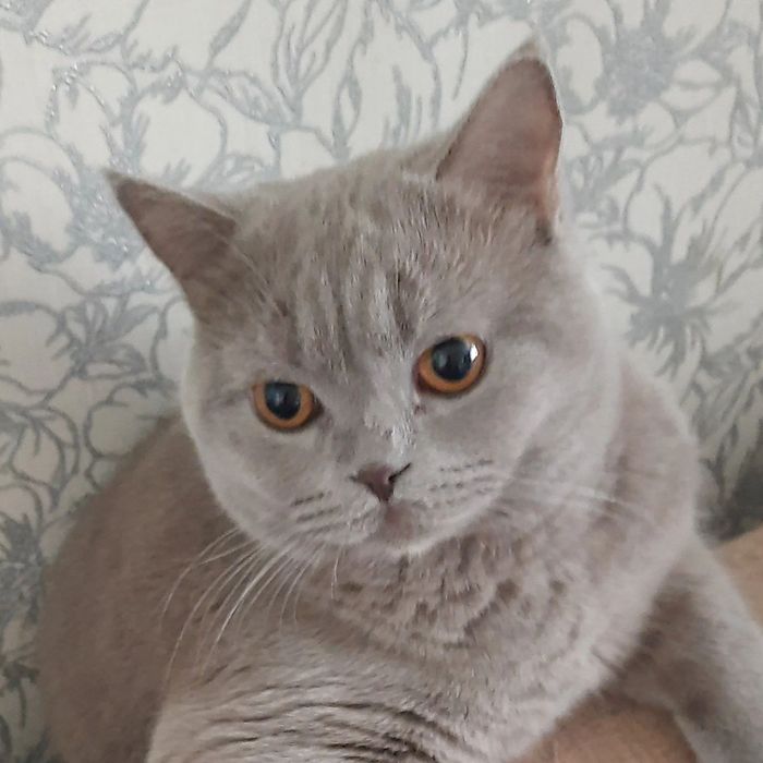 Mushuk sotiladi Skotish stryad qiz bola