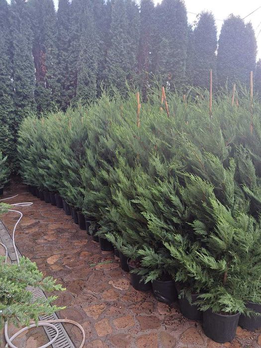 Mesteacăn, tei, fag, stejar, brazi, tuia