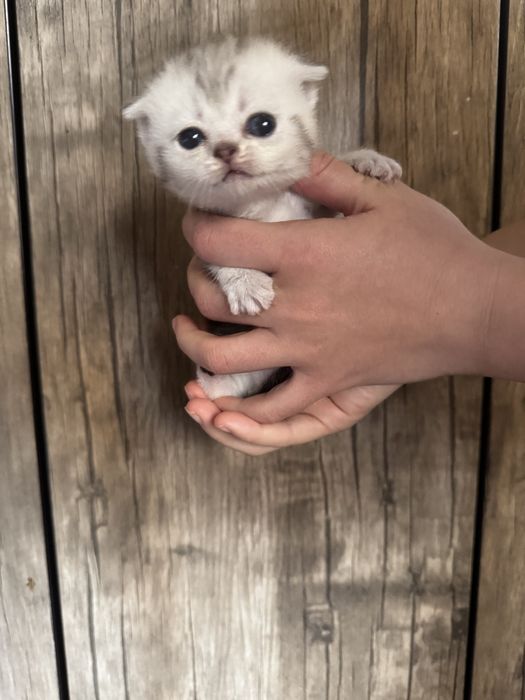 Котята породы скотиш фолд, мальчик и девочка