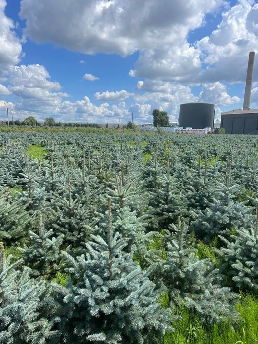 Голубая ель (Европа) Родной Коми билан сотилади!