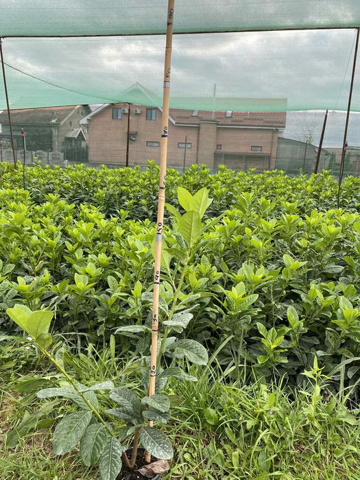 Leylandii / Laur englezes / Photinia / Gold Rider