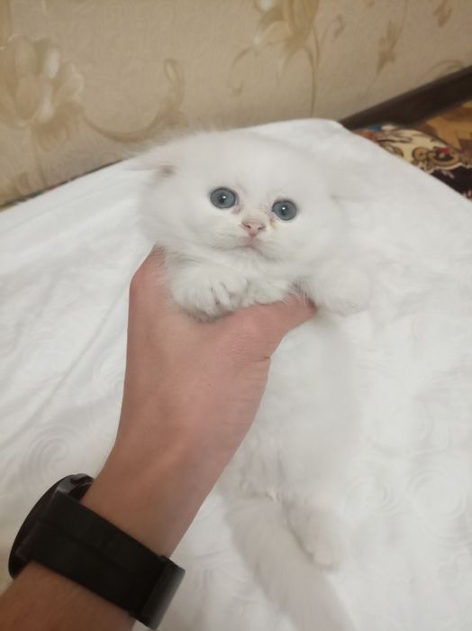 Scottish Fold mushuk bolalari