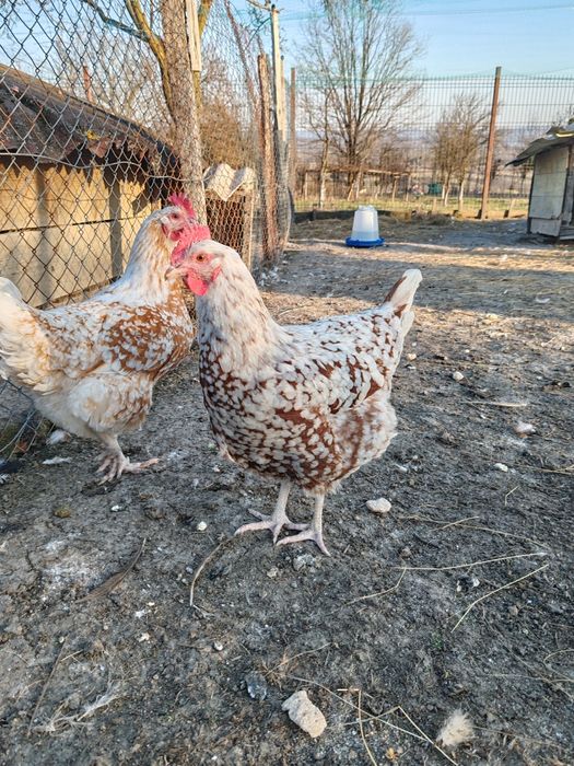 Oua Brahma, Wiandotte, Pita Pinta