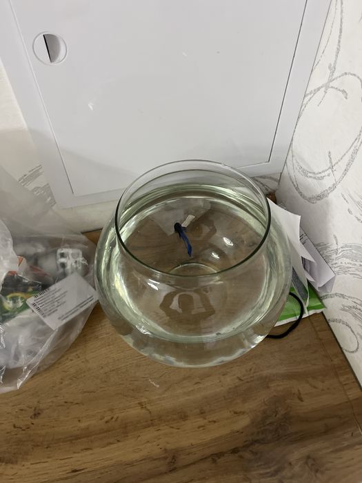 Рыбка петушок продаю