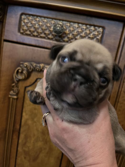 Шикарные французики