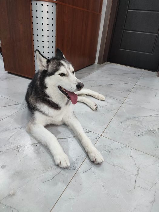 Груминг, стрижка собак, экспресс-линька