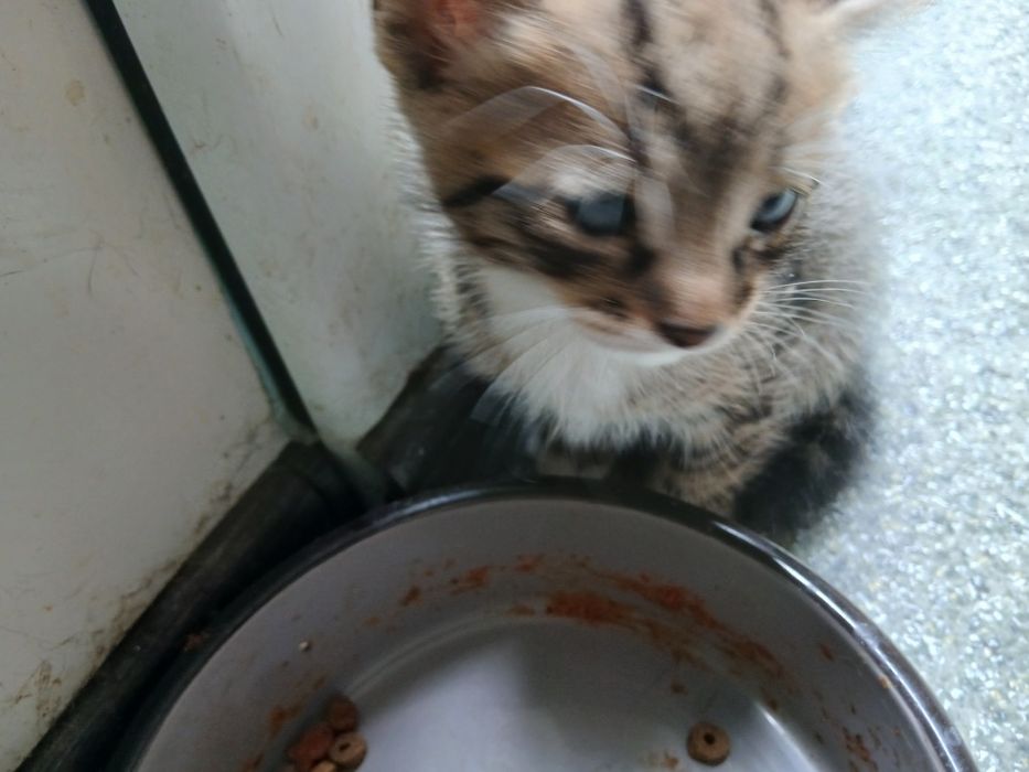 Pui de pisica micuti 1 luna jumate  ii dau gratis 3 la numar 2 negri si un tigrat