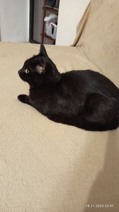 Котик Черныш  мальчик