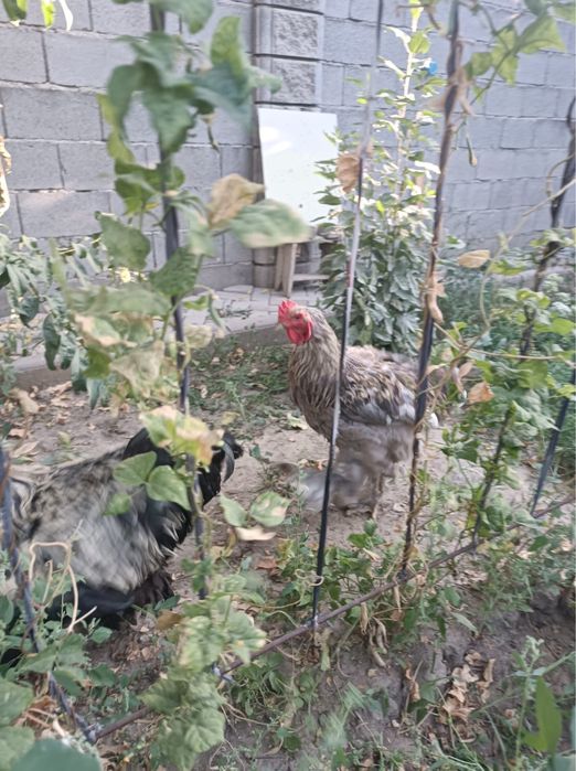 Продам курей брама
