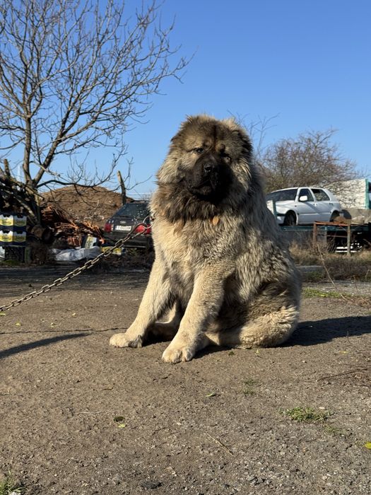 Продава кавказки овчарки