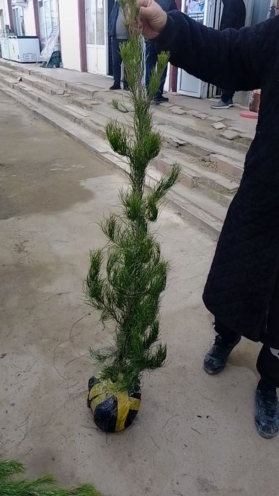 Sasna archa dastafka bor