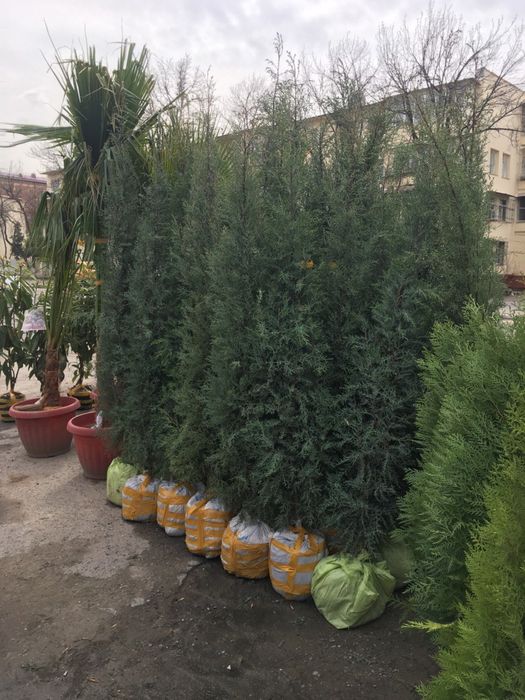 Archa sasna tuya majvenik sotiladi