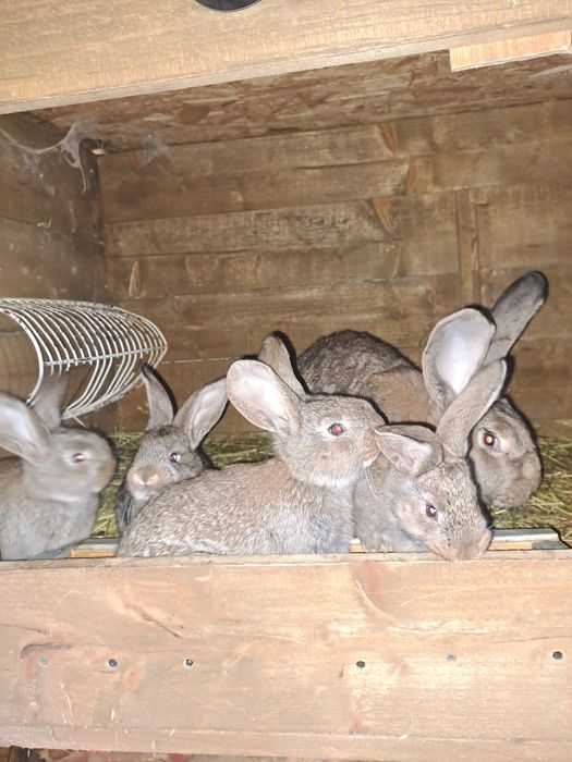 Femele urias german de 1 an cu pui de 1 luna