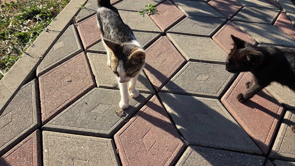 Spre adopție: 2 pui de pisică adorabili (~2 luni)