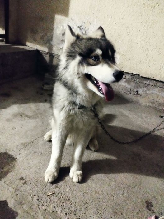 Сотилади хаски зотли кучук ўргатилган