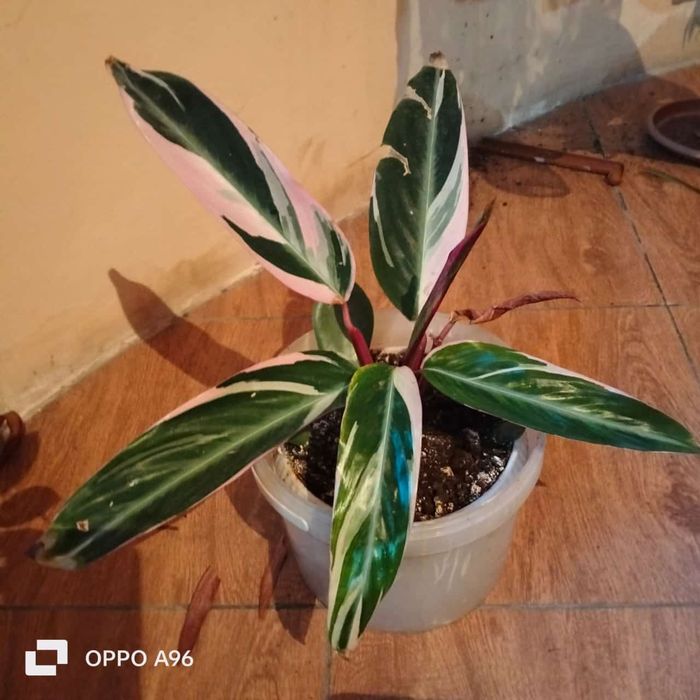 Цветы комнатные разные