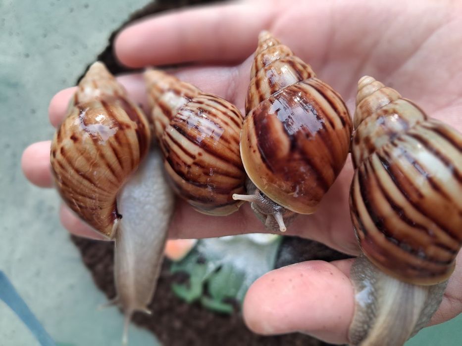 Ishlatilmagan ishonchli dorivor foydali