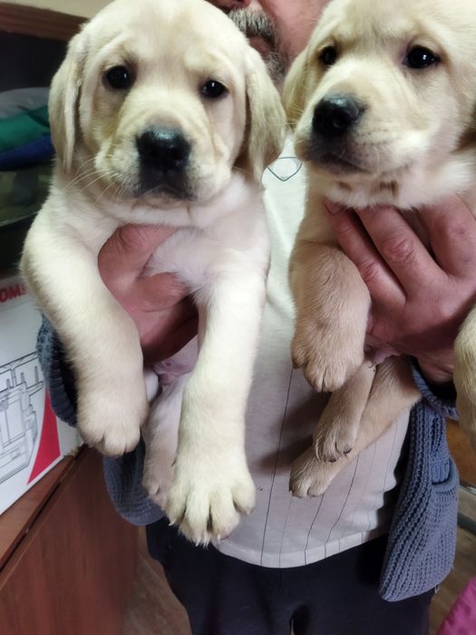 Продам щенков лабрадора