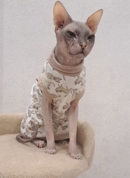 Продам котят Донского сфинкса