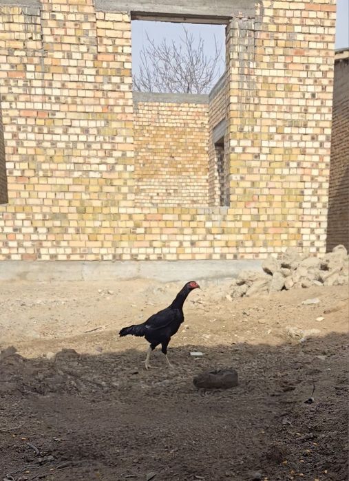 Зотли хуроз, товукларни, тухуми сотилади